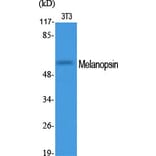 Western Blot - Anti-OPN4 Antibody (G488) - Antibodies.com