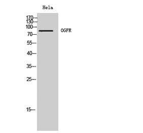 Western Blot - Anti-OGFR Antibody (C17550) - Antibodies.com