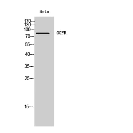 Western Blot - Anti-OGFR Antibody (C17550) - Antibodies.com