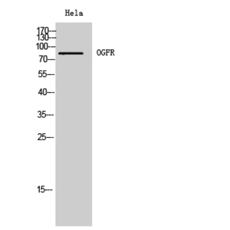 Western Blot - Anti-OGFR Antibody (C17550) - Antibodies.com