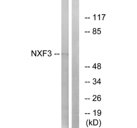 Western Blot - Anti-NXF3 Antibody (C17132) - Antibodies.com