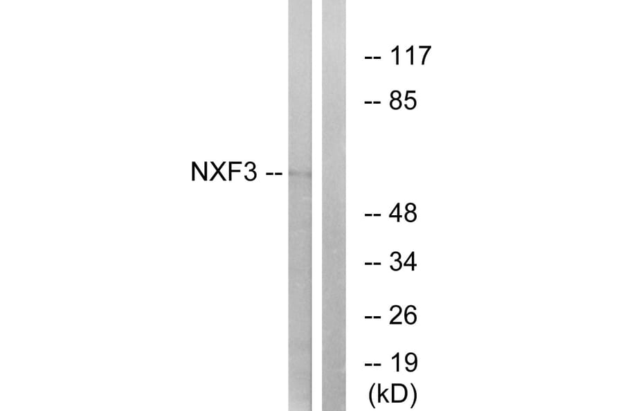 Western Blot - Anti-NXF3 Antibody (C17132) - Antibodies.com