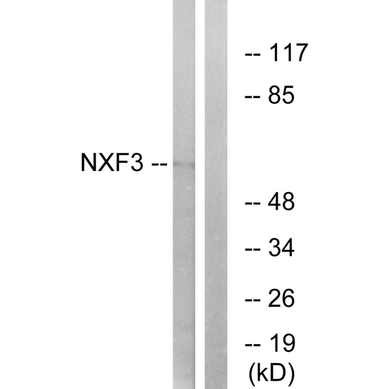 Western Blot - Anti-NXF3 Antibody (C17132) - Antibodies.com