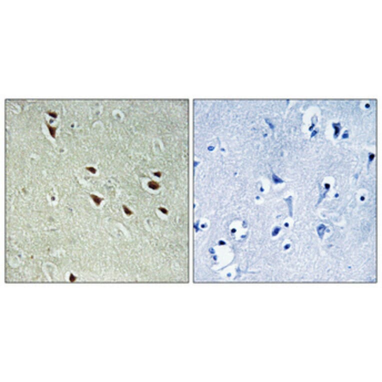 Immunohistochemistry - Anti-NXF3 Antibody (C17132) - Antibodies.com