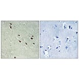 Immunohistochemistry - Anti-NXF3 Antibody (C17132) - Antibodies.com