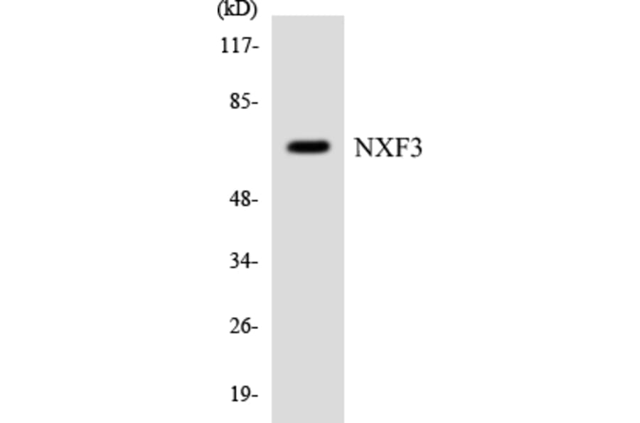 Western Blot - Anti-NXF3 Antibody (R12-3117) - Antibodies.com