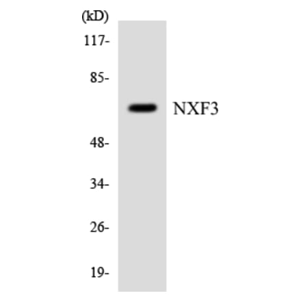 Western Blot - Anti-NXF3 Antibody (R12-3117) - Antibodies.com