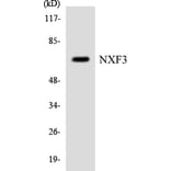 Western Blot - Anti-NXF3 Antibody (R12-3117) - Antibodies.com