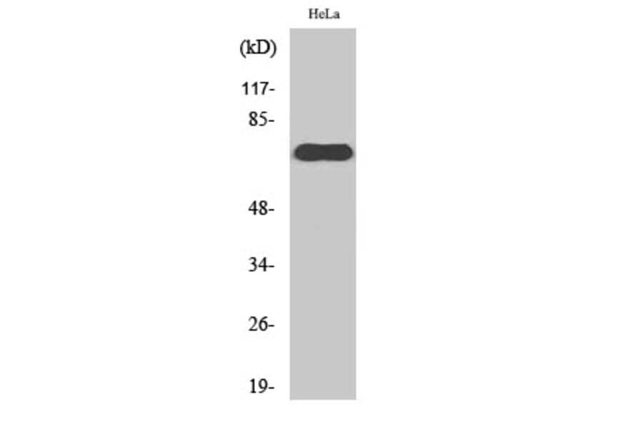 Western Blot - Anti-NXF1 Antibody (C11823) - Antibodies.com