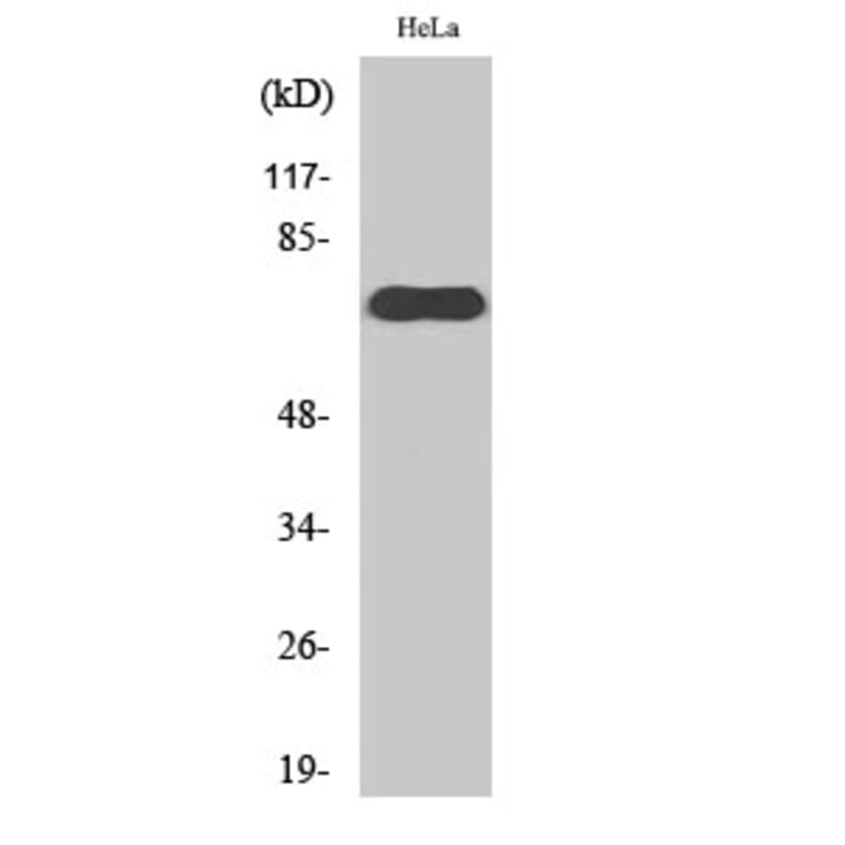 Western Blot - Anti-NXF1 Antibody (C11823) - Antibodies.com