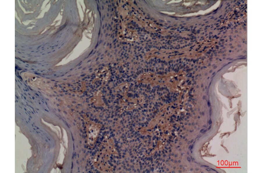 Immunohistochemistry - Anti-NT5E Antibody (C30382) - Antibodies.com