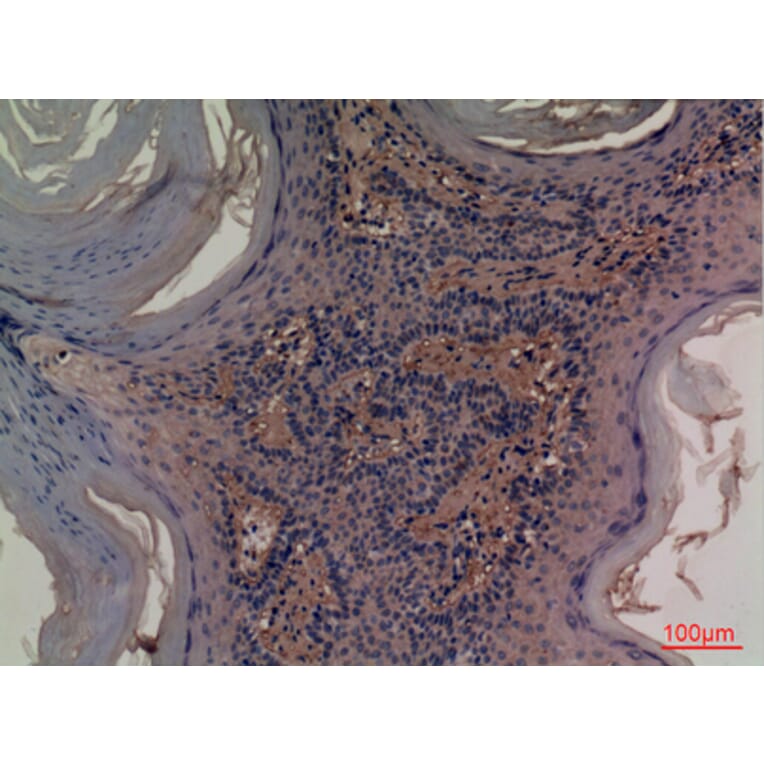 Immunohistochemistry - Anti-NT5E Antibody (C30382) - Antibodies.com