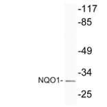 Western Blot - Anti-NQO1 Antibody (R12-2274) - Antibodies.com