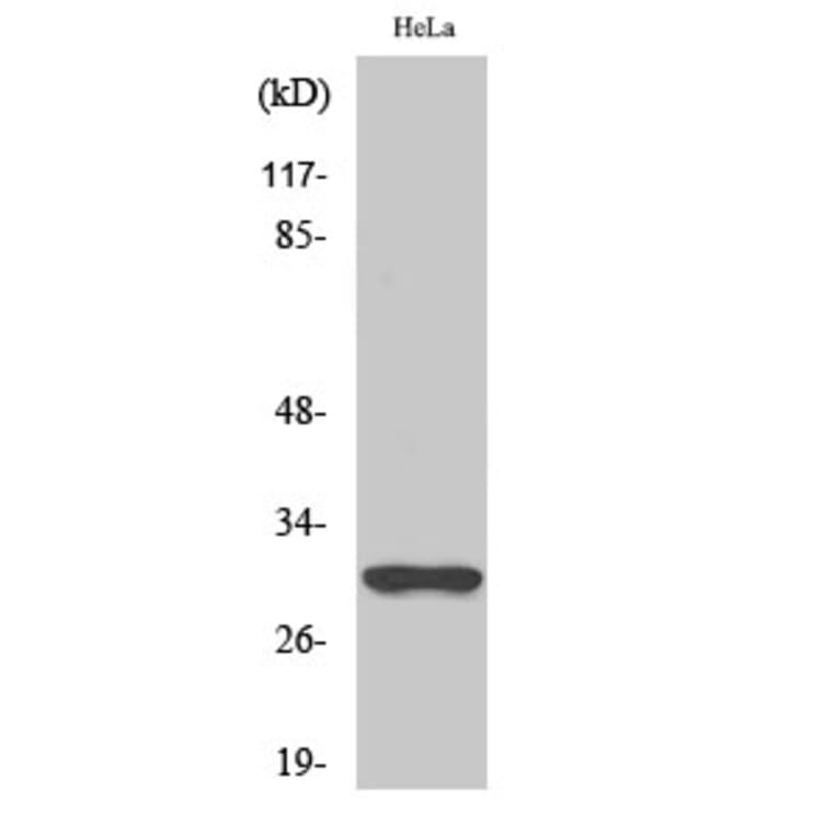 Western Blot - Anti-NQO1 Antibody (R12-2274) - Antibodies.com