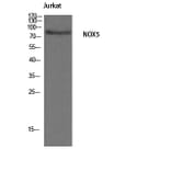 Western Blot - Anti-NOX5 Antibody (C16867) - Antibodies.com