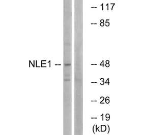 Western Blot - Anti-NLE1 Antibody (C17064) - Antibodies.com