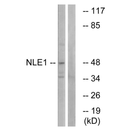 Western Blot - Anti-NLE1 Antibody (C17064) - Antibodies.com