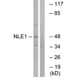 Western Blot - Anti-NLE1 Antibody (C17064) - Antibodies.com