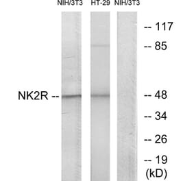 Western Blot - Anti-NK2R Antibody (G403) - Antibodies.com
