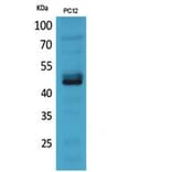Western Blot - Anti-NCR2 Antibody (C30558) - Antibodies.com