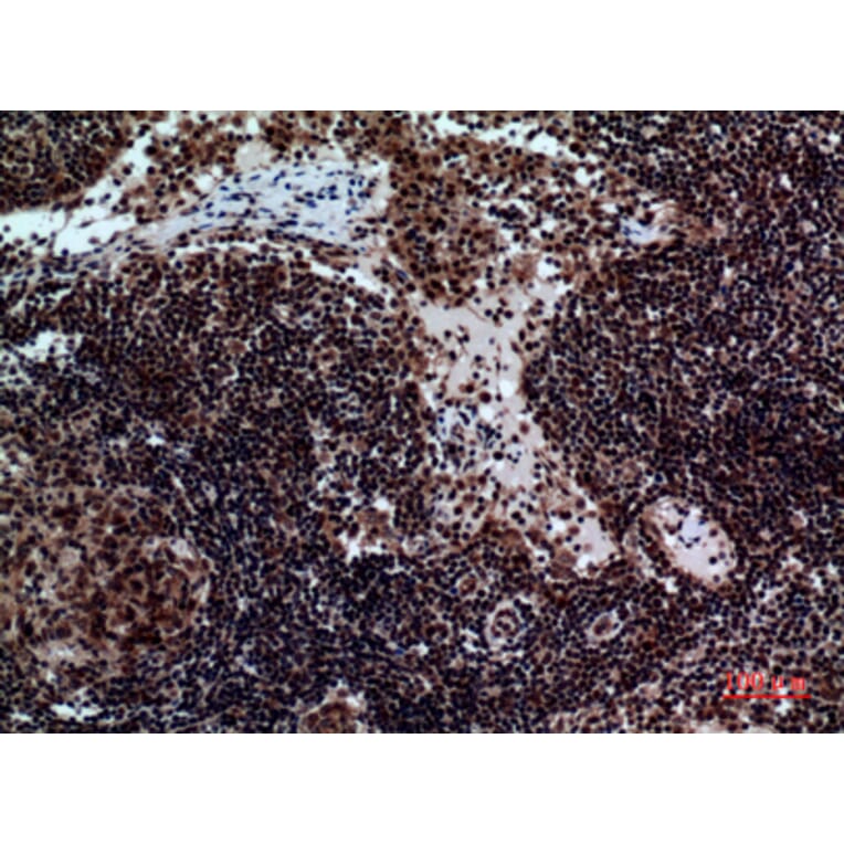 Immunohistochemistry - Anti-NCR2 Antibody (C30558) - Antibodies.com