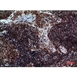 Immunohistochemistry - Anti-NCR2 Antibody (C30558) - Antibodies.com
