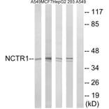Western Blot - Anti-NCR1 Antibody (C16873) - Antibodies.com