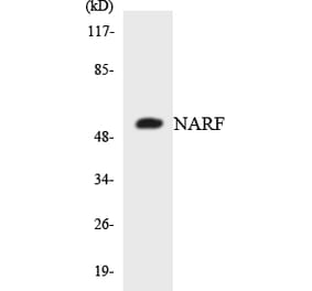 Western Blot - Anti-NARF Antibody (R12-3073) - Antibodies.com