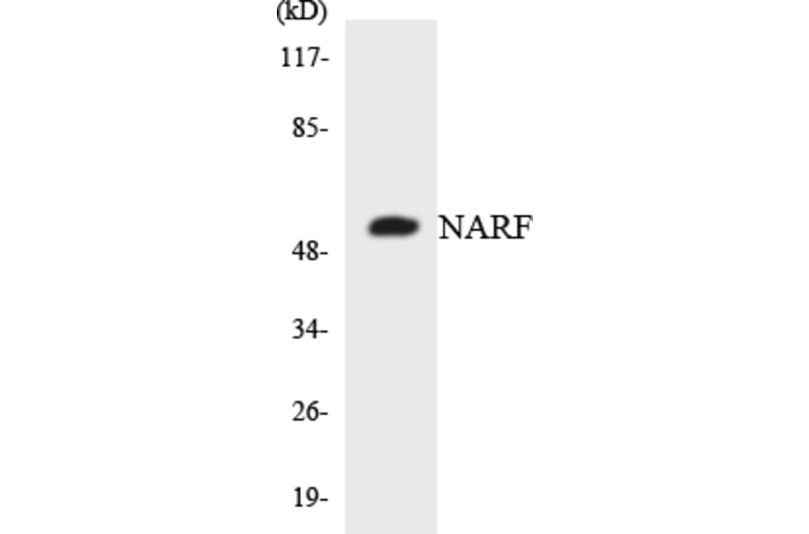 Western Blot - Anti-NARF Antibody (R12-3073) - Antibodies.com