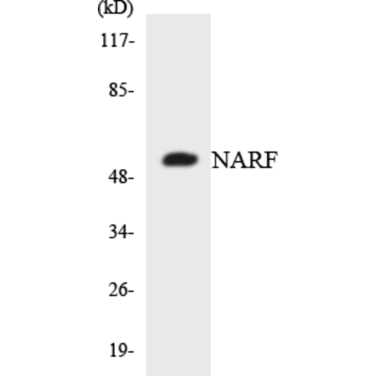 Western Blot - Anti-NARF Antibody (R12-3073) - Antibodies.com