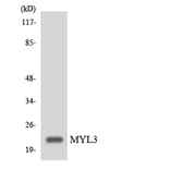 Western Blot - Anti-MYL3 Antibody (R12-3068) - Antibodies.com