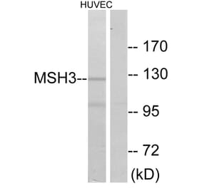 Western Blot - Anti-MSH3 Antibody (C13090) - Antibodies.com