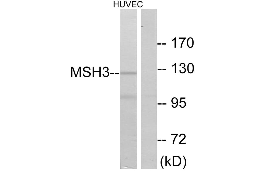 Western Blot - Anti-MSH3 Antibody (C13090) - Antibodies.com