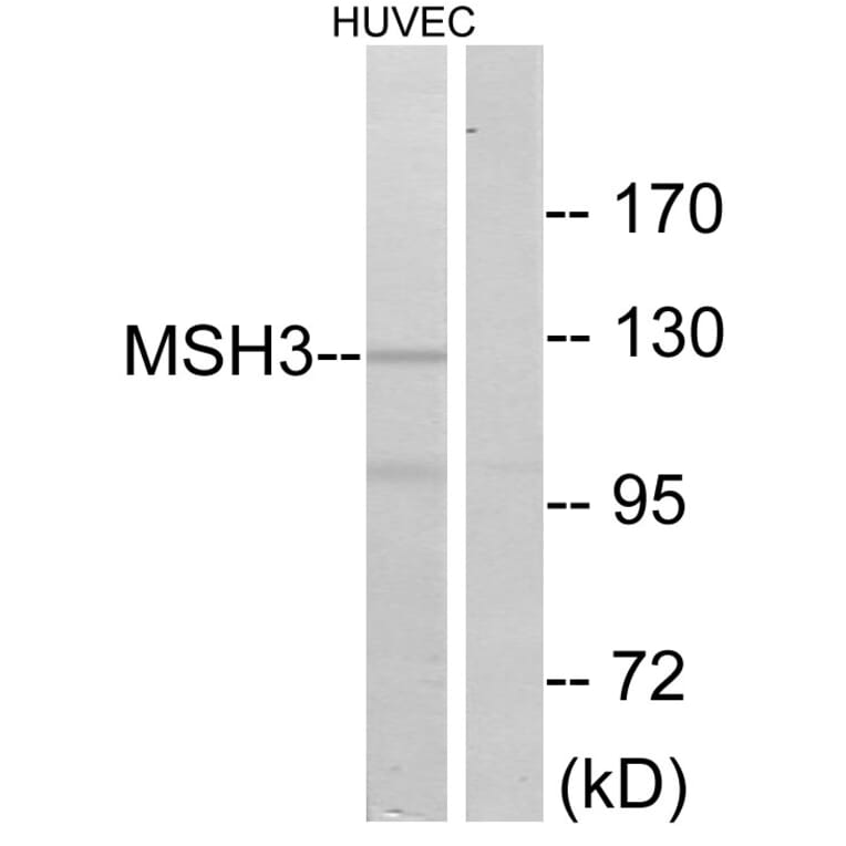 Western Blot - Anti-MSH3 Antibody (C13090) - Antibodies.com