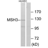 Western Blot - Anti-MSH3 Antibody (C13090) - Antibodies.com