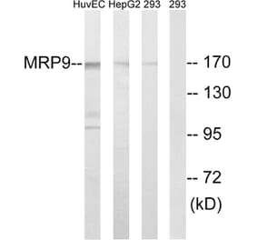 Western Blot - Anti-MRP9 Antibody (C16728) - Antibodies.com