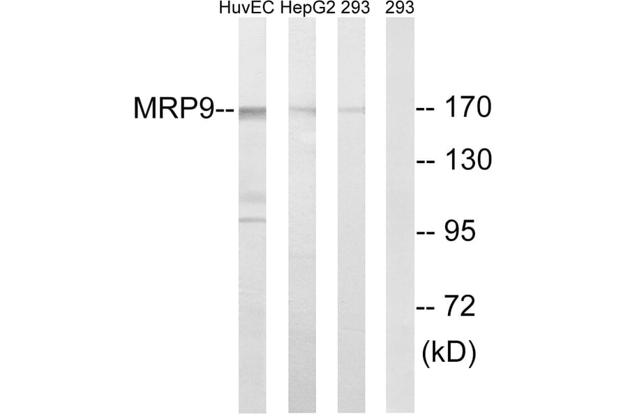 Western Blot - Anti-MRP9 Antibody (C16728) - Antibodies.com