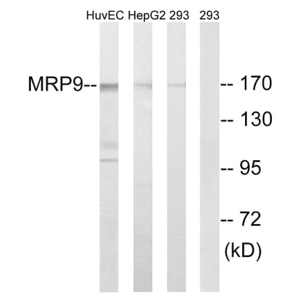 Western Blot - Anti-MRP9 Antibody (C16728) - Antibodies.com