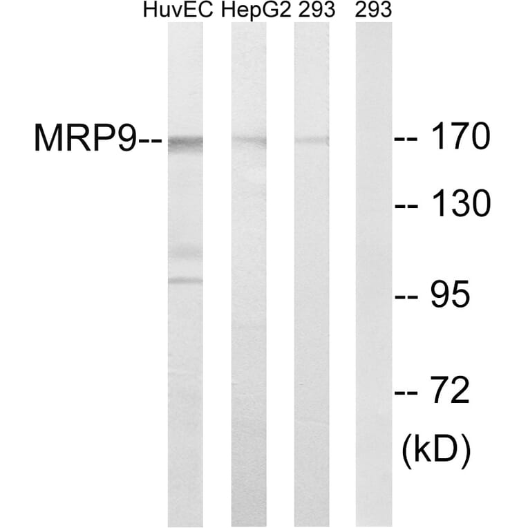 Western Blot - Anti-MRP9 Antibody (C16728) - Antibodies.com