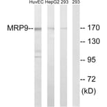 Western Blot - Anti-MRP9 Antibody (C16728) - Antibodies.com