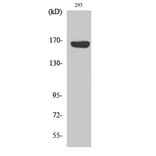 Western Blot - Anti-MRP9 Antibody (C16728) - Antibodies.com