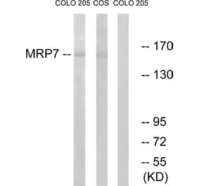 Western Blot - Anti-MRP7 Antibody (C16727) - Antibodies.com