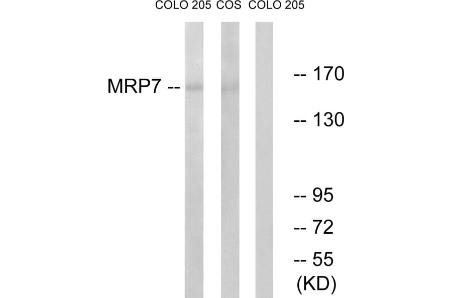 Western Blot - Anti-MRP7 Antibody (C16727) - Antibodies.com
