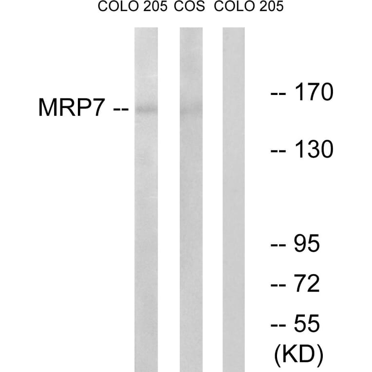 Western Blot - Anti-MRP7 Antibody (C16727) - Antibodies.com