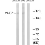 Western Blot - Anti-MRP7 Antibody (C16727) - Antibodies.com