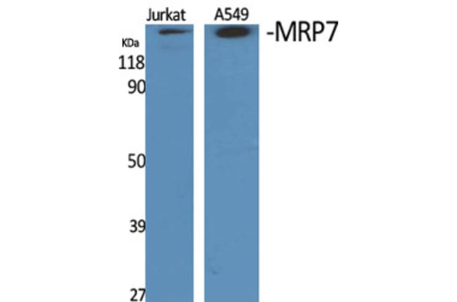 Western Blot - Anti-MRP7 Antibody (C16727) - Antibodies.com