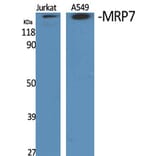 Western Blot - Anti-MRP7 Antibody (C16727) - Antibodies.com