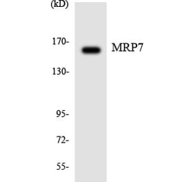 Western Blot - Anti-MRP7 Antibody (R12-3033) - Antibodies.com