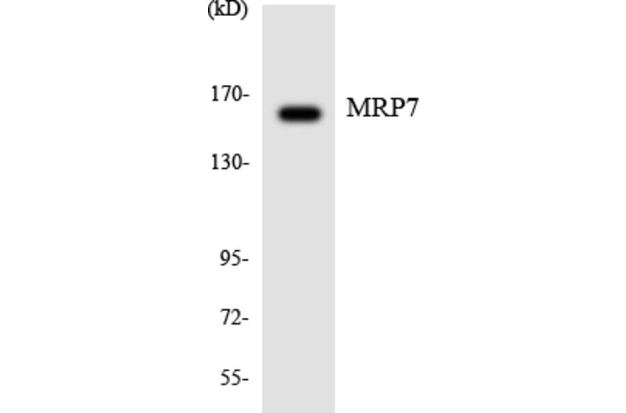 Western Blot - Anti-MRP7 Antibody (R12-3033) - Antibodies.com