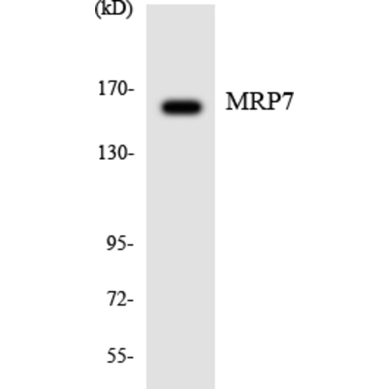 Western Blot - Anti-MRP7 Antibody (R12-3033) - Antibodies.com
